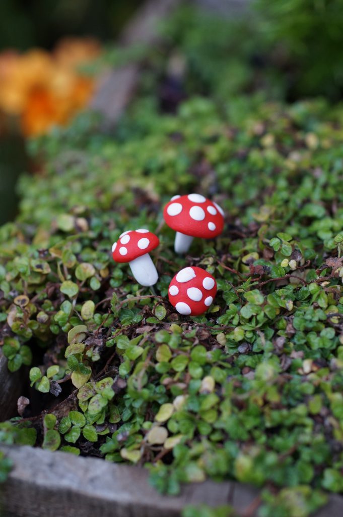 creeping thyme plant with fairy garden mushrooms