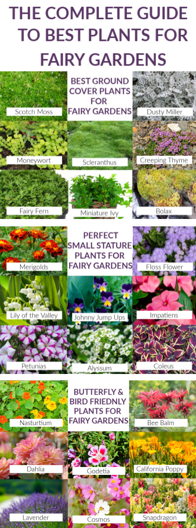 35 Best Fairy Garden Plants (& I've tried A LOT of plants!) | Fairy ...