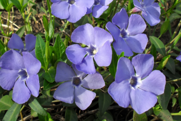 perriwinkle flower