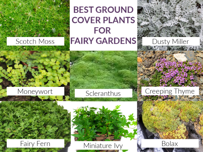 the best ground cover plants for fairy gardens