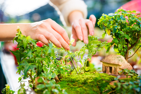 Live Moss Small Terrarium Plants Bonsai, Miniature Garden Plants