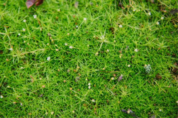 scotch moss - great ground cover plant for fairy garden