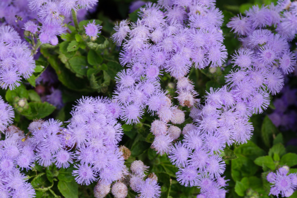 floss flower