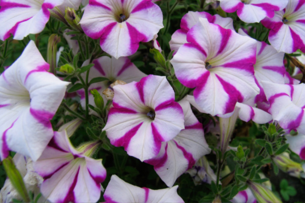 petunia flowers