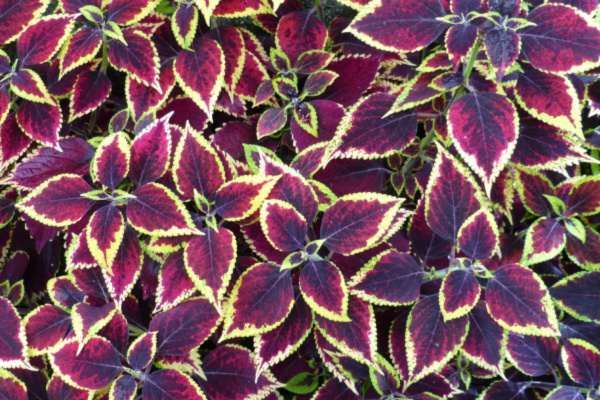 coleus plant