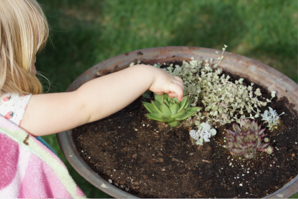 planting a fairy garden in a bird bath