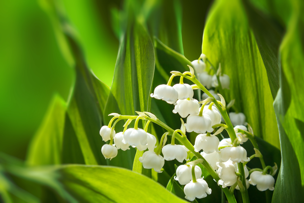 Blooming Lily of the valley in spring garden