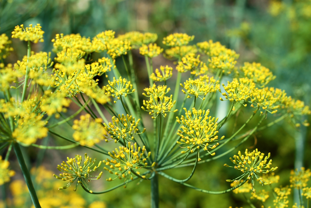 Dill plant in garden