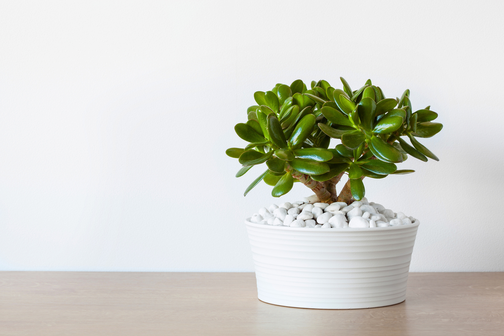 jade plant in pot