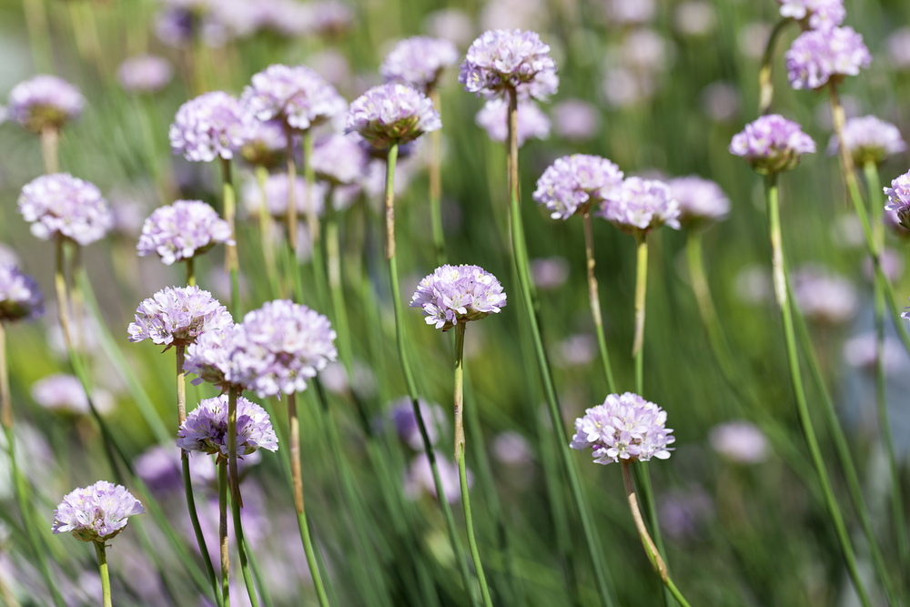 sea thrift plant