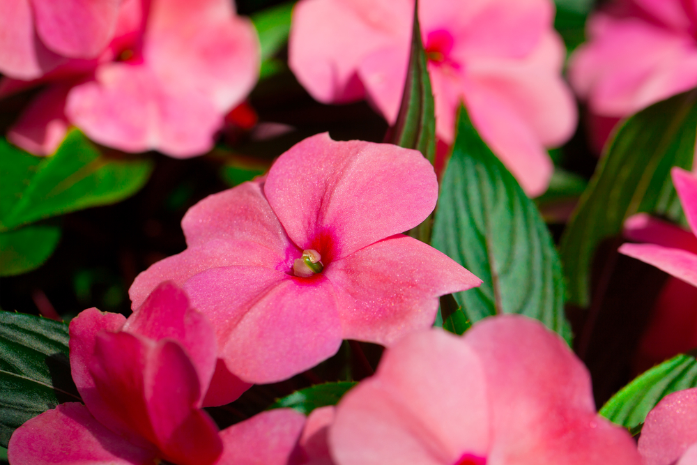 Impatiens flowers