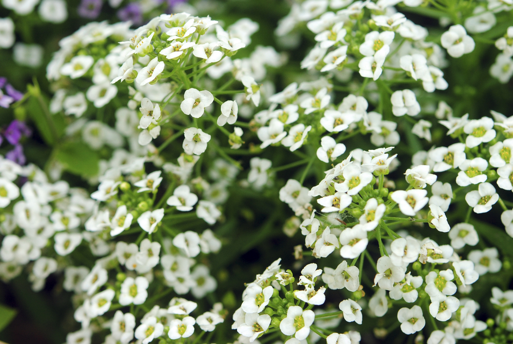 Alissum (ALYSSUM) flowers