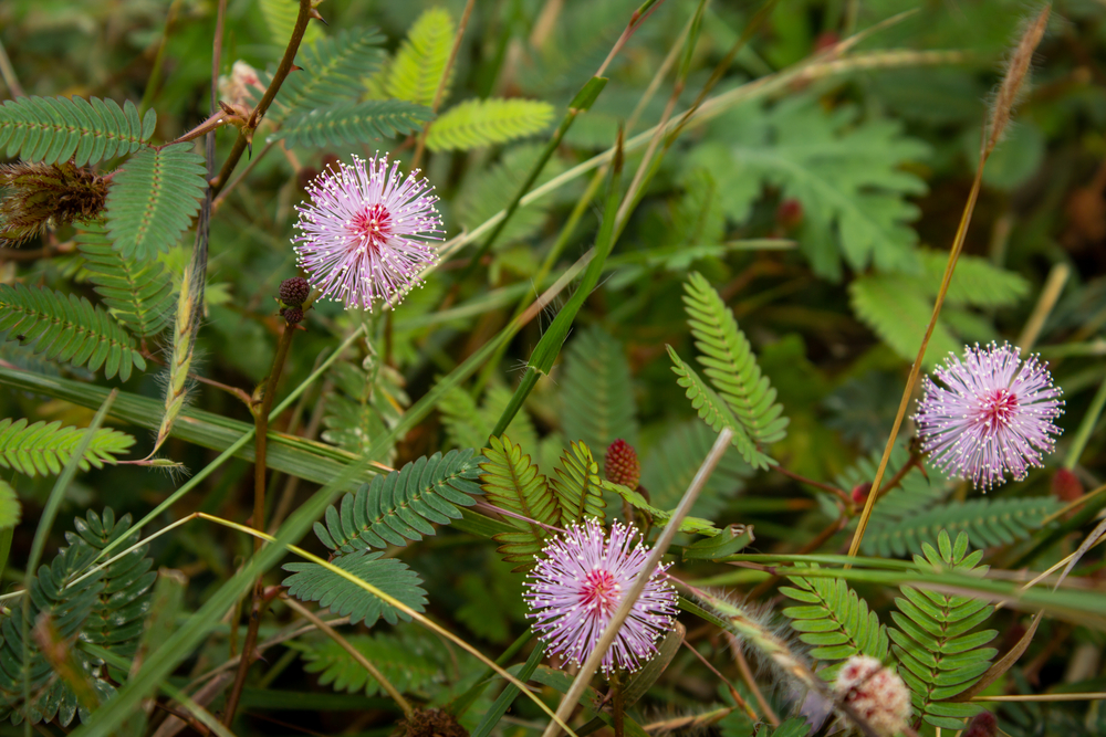 sensitive plant