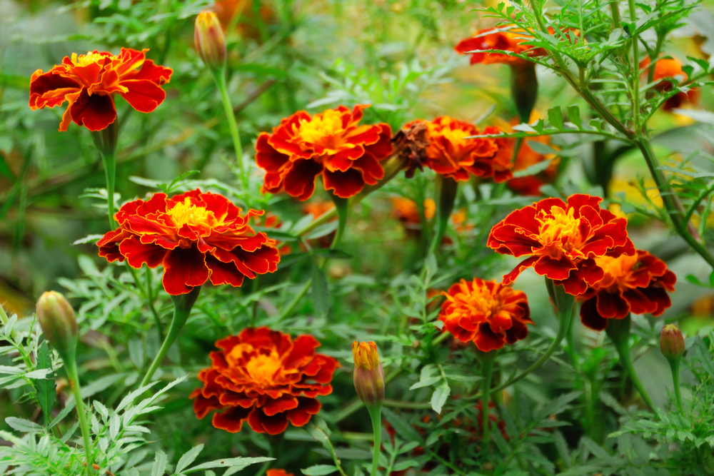 marigold flowers