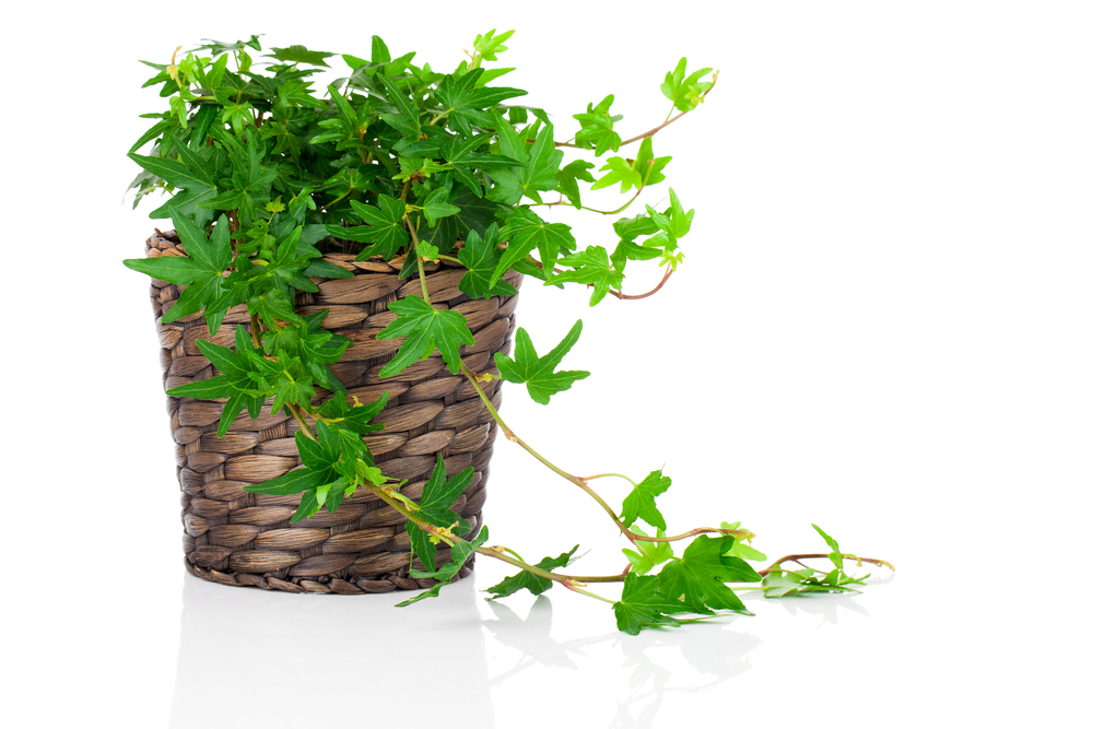 Green Ivy (Hedera helix) in pot