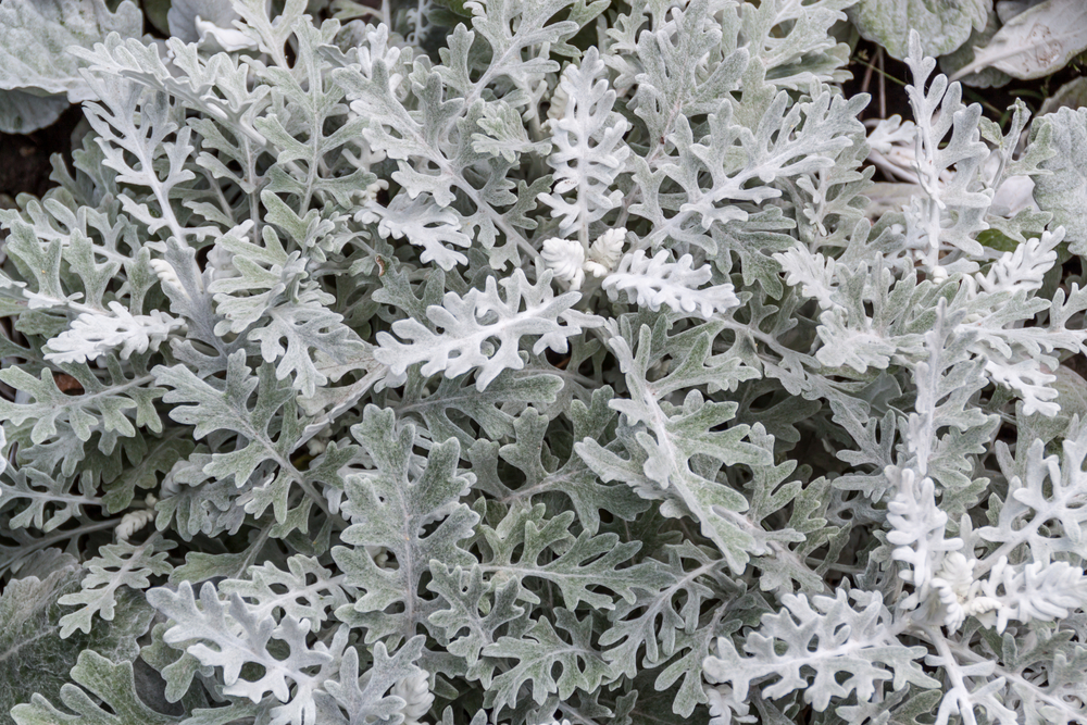 Dusty miller plant