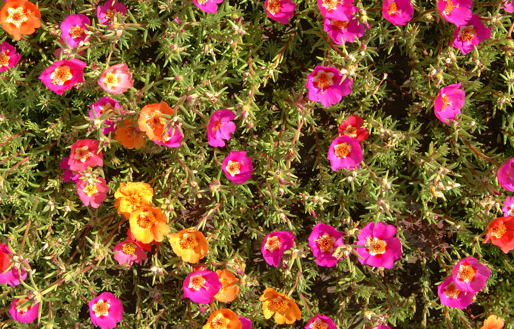 portulaca plant