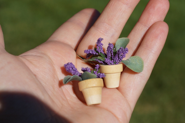 Miniature potted plants for fairy gardens