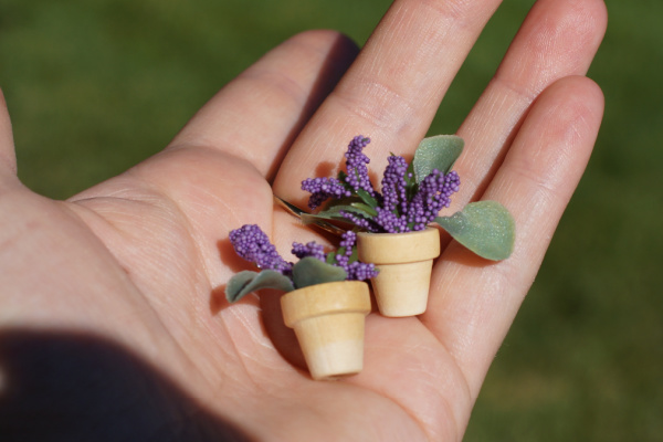 23 Fairy Garden Flowers and Plants  Lavender plant, Fairy garden flowers,  Lavender flowers