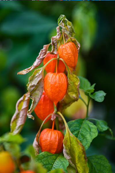 chinese lantern plants make great autumn fairy garden decor