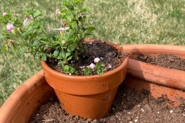 pink flowers in a DIY Broken Pot Fairy garden