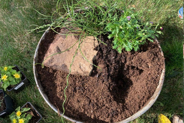 plants planted in a washtub