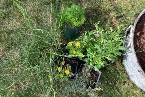 plants sitting on the ground