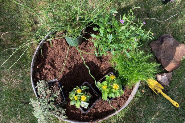 trying out the location of plants in a gnome garden